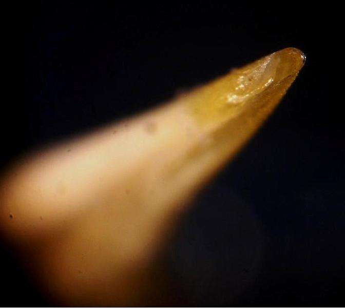 Tip of first gonopod dorsal view in Calappa aff. tuberculata.jpg